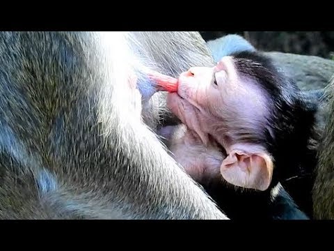 Suddenly Stop Milk, Janet So Jealous Stop Milk Baby Janna Rapidly, Very Pity Hungry Baby Monkey. Suddenly Stop Milk, Janet So Jealous Stop Milk Baby Janna Rapidly, Very Pity Hungry Baby Monkey.