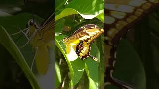 What do BUTTERFLIES EAT Butterfly Facts for Kids and Preschoolers