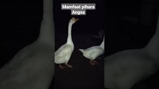 Angsa Sebagai Penjaga Rumah, ( Home keeper ) #short #vidioshort  #angsa @Gunuangbatuchannel