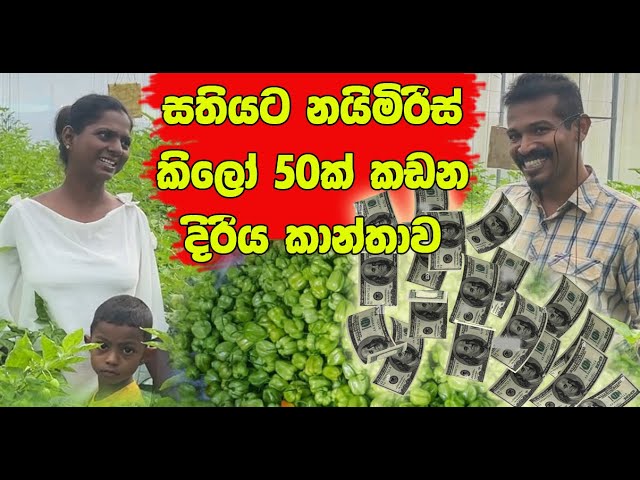 ලංකාවට ඩොලර් ගේන නයි මිරිස්. export quality nai miris green house sri lanka