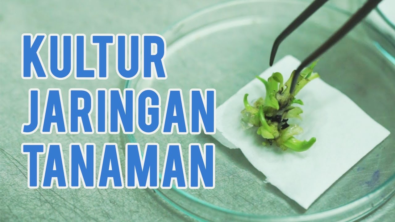 Plant Tissue Culture in SEAMEO BIOTROP - Kultur Jaringan Tanaman di SEAMEO BIOTROP