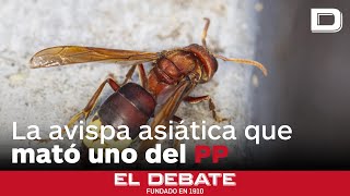 La avispa asiática que mató a un concejal del PP en Galicia se expande en Málaga