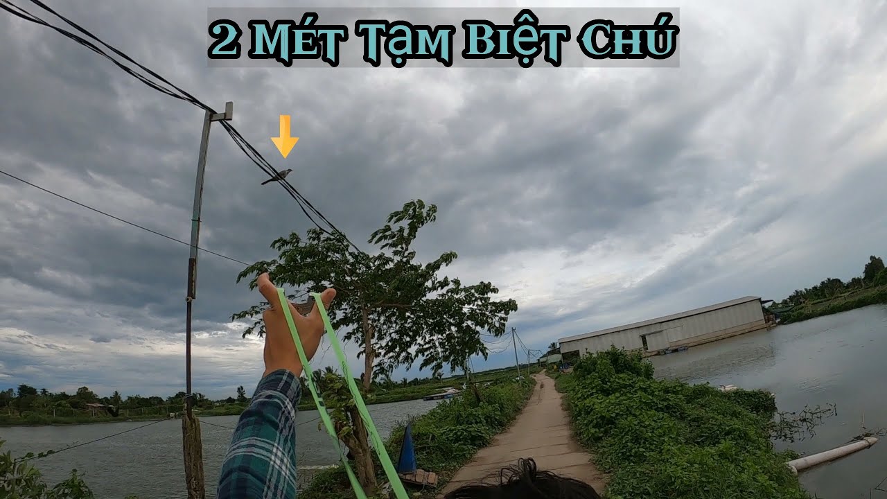 Tuấn Nhỏ / Gặp Phải Chú Tu Hú 2Mét Gan Dạ Và Pha Hạ Bìm Bịp Đang Bay Cực Đẹp Mắt ...