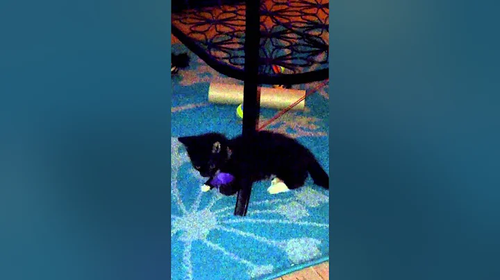 mogwy playing with toys at last..... was scared.....