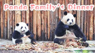 The Peaceful Moment Of Foodie Panda Family | iPanda