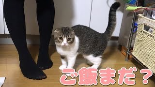 ご飯が欲しくてぶりっ子する子猫【スコティッシュフォールド】【Scottish Fold】