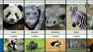 Doğanın En İlginç Ritmi Hayvanların Çiftleşme Süreleri