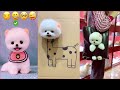 Chó Phốc Sóc Mini - Funny and Cute Dog  Pomeranian😍🐶 #20