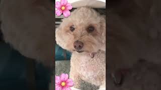 ?Rouse’s FIRSTWALTZ? #love #life #dancerlife #dog #doglife #doglove #dogshorts