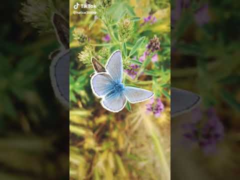 اجمل حالات وتس اب فراشة 