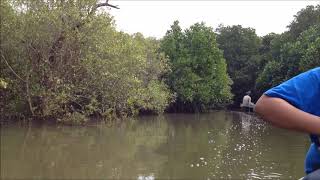 Pichavaram Mangrove Forest | World's second largest mangrove forest