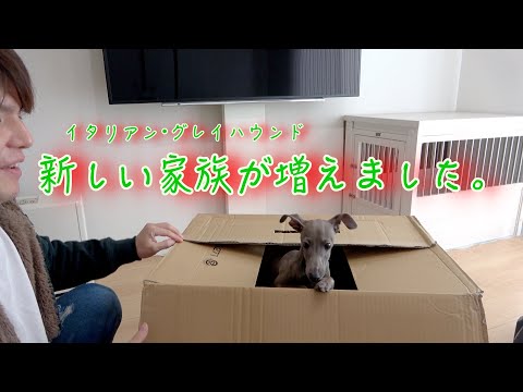 イタリアングレーハウンドを飼うことになりました。〜家に来た初日の反応〜