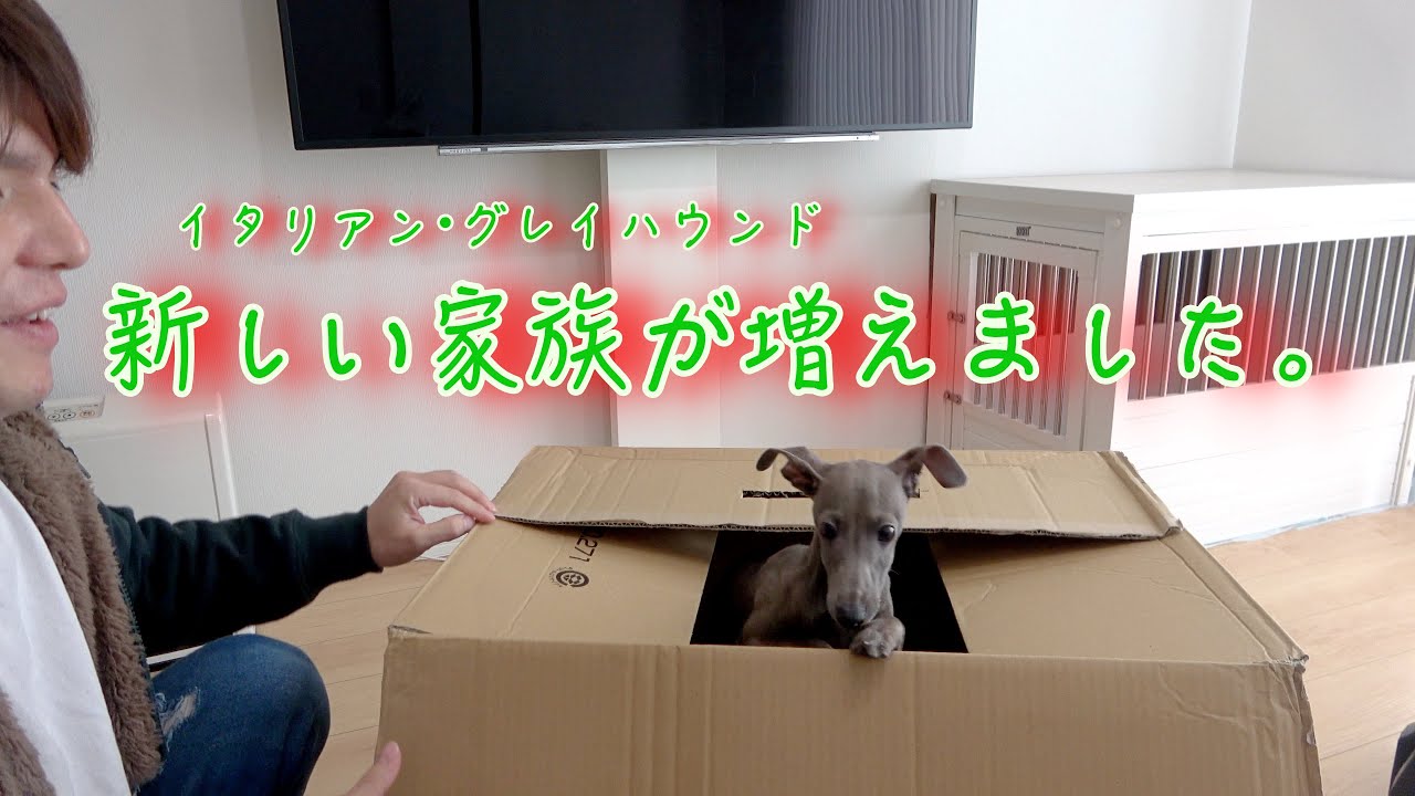 イタリアングレーハウンドを飼うことになりました。〜家に来た初日の反応〜