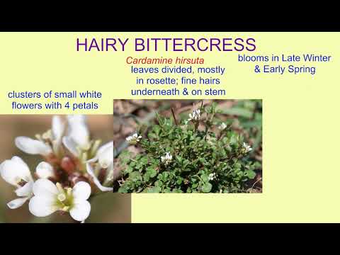 HAIRY BITTERCRESS @drjahn41