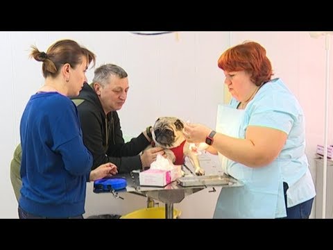 Видео: Има ли нещо нередно с ветеринар, който оценява евтаназията?