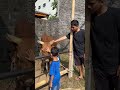 Qurban sapi