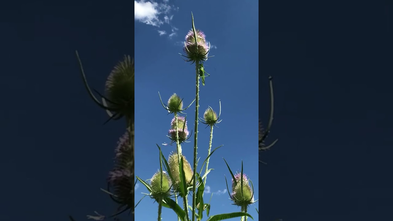 Windspielen der Karde( Dipsacus fullonum).