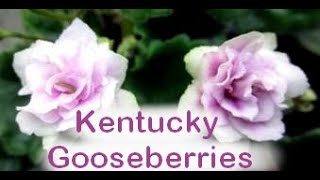 Kentucky Gooseberries, African Violet Bloom Of The Day. Violette Africaine, Fleur Du Jour