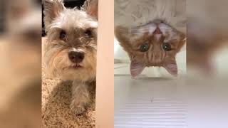 Funny Dog - Smarty Dogs | Funny Dog Video Compilation #2