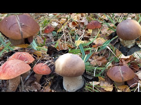 Грибы 🍄Белые , ШОК Вёдро Еле донесла.После морозов.Ура надежда Ещё есть,Берёзовая Роща/Далекий ЛЕС