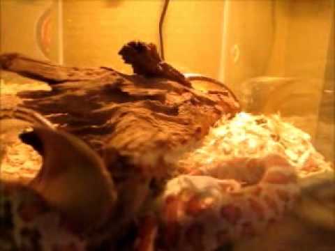 reptiles concept Snake feeding