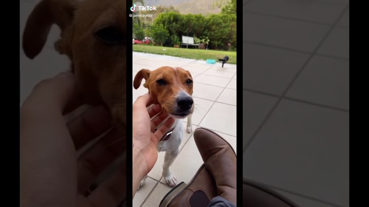 Funny Tik Tok Dog - YouTube