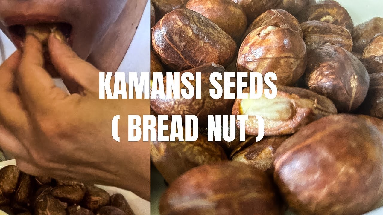 KAMANSI SEEDS ( Bread Nut ) Jovey Perez YouTube