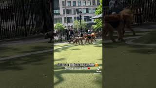 Airedale Terriers at Madison Square Park, NYC New York