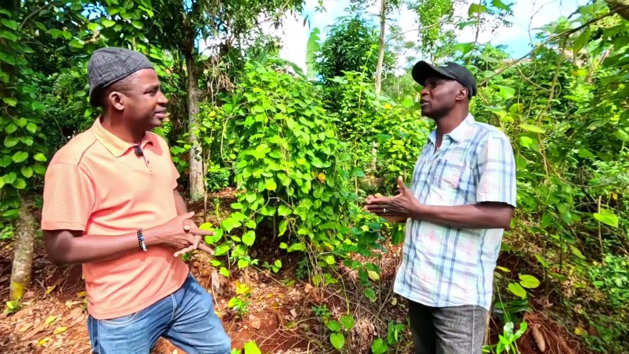 Vi n gade opòtinite ki genyen nan fè Jaden Yanm an Ayiti.