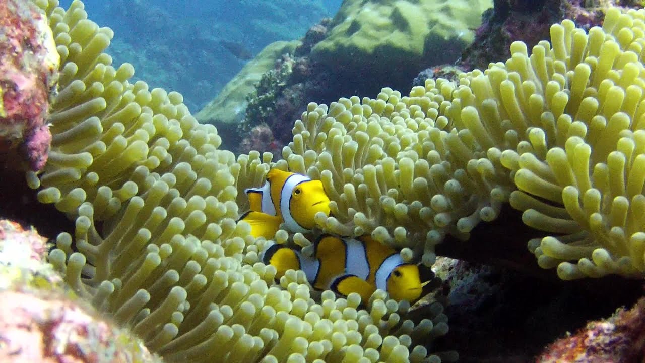 GoPro HERO3 Dive at Similan Islands with red filter