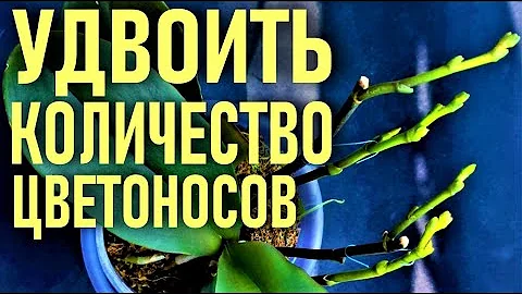 НАПИТОК ФАРАОНОВ ДЛЯ ОРХИДЕЙ! 250 МЛ, ЧТОБЫ УДВОИТЬ КОЛИЧЕСТВО ЦВЕТОНОСОВ И ВЫМАНИТЬ УЙМУ КОРНЕЙ!