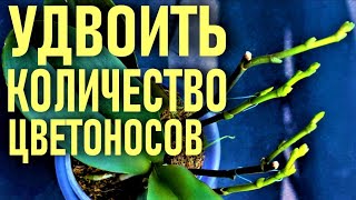 НАПИТОК ФАРАОНОВ ДЛЯ ОРХИДЕЙ! 250 МЛ, ЧТОБЫ УДВОИТЬ КОЛИЧЕСТВО ЦВЕТОНОСОВ И ВЫМАНИТЬ УЙМУ КОРНЕЙ!