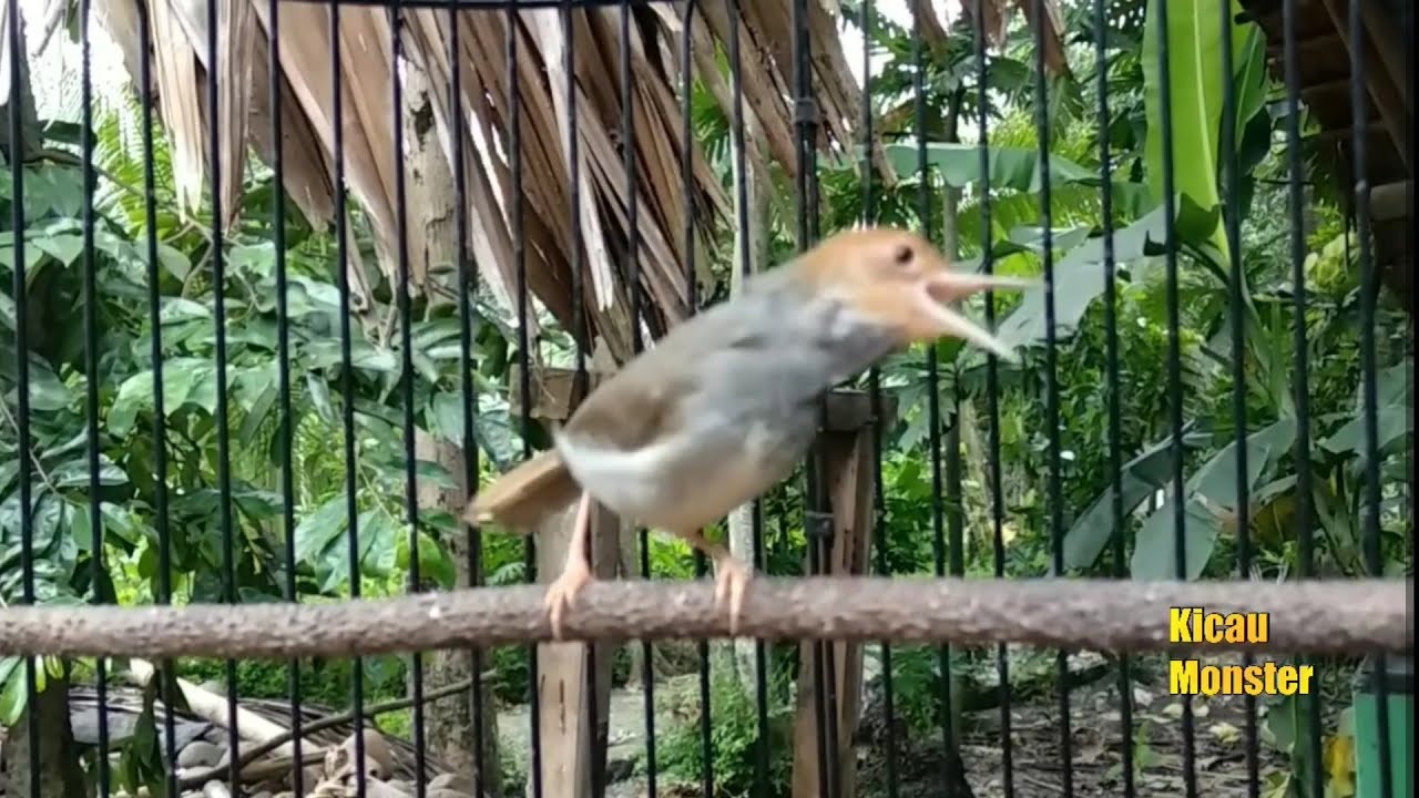 PANCINGAN BURUNG PRENJAK GACOR!! 