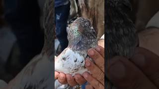 kabutar market Lalukhet Sunday birds market Karachi video #pigeon