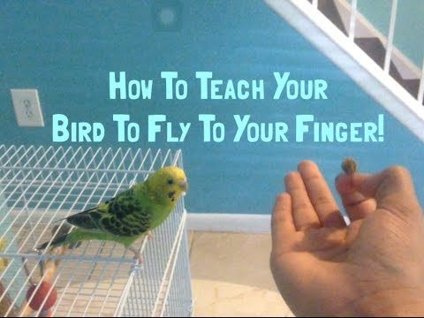 How To Teach Your Budgie To Fly To Your Finger!