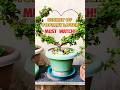 jade heart topiary pruning tips.agar video informative laget  video ko link,subscribe kre#jadeplant