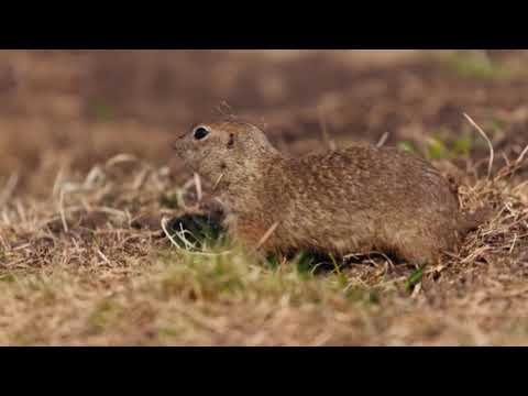 What to Do About Plains Pocket Gopher Mounds in Your Yard ...