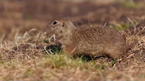 Discover the Secret Life of Plains Pocket Gophers
