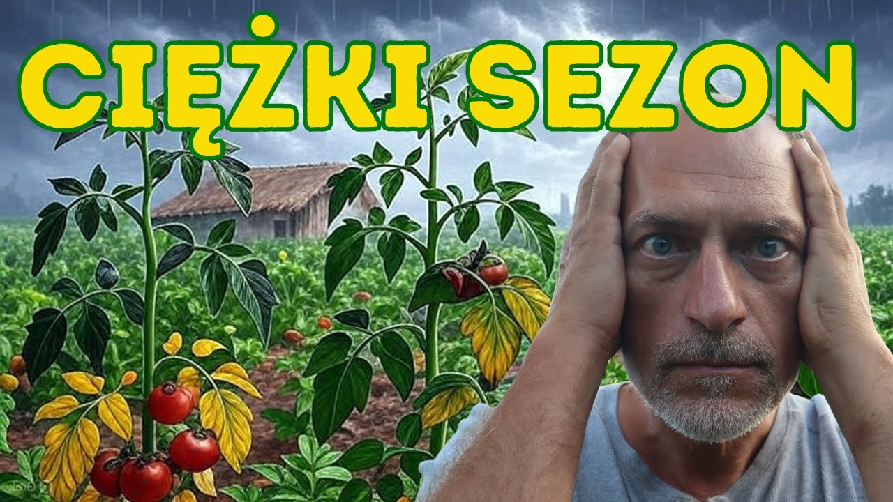 🍅 PLAGI Pomidorów – doświadczenia WŁAŚCICIELA Pomidorlandia.pl ⚡