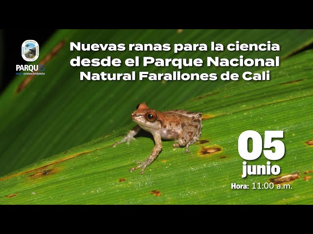 Nuevas ranas para la ciencia desde el Parques Nacional Natural Farallones de Cali