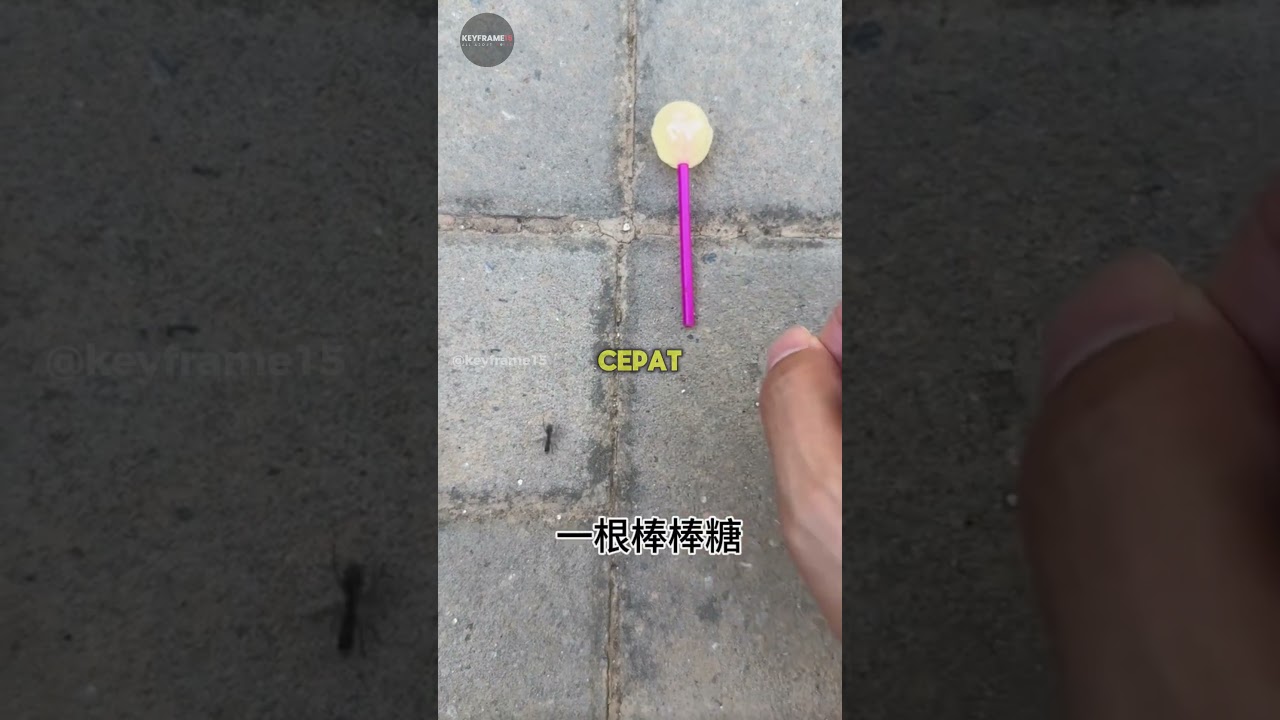 Kenapa Semut Suka Gula?