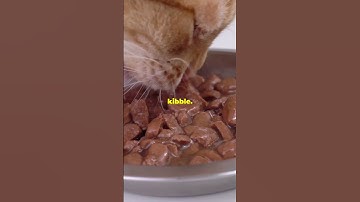 Quick Remedies for Cats UTI!