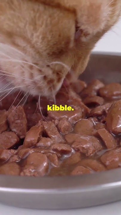 quick-remedies-for-cats-uti-youtube
