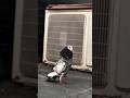 sky point pigeon jode pigeon #kabootar #birds #pigeon