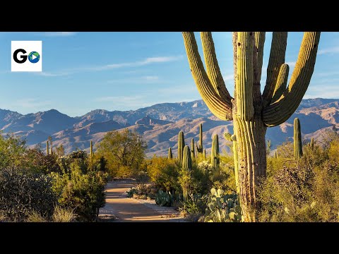 Video: Saguaro-Nationalpark: Der vollständige Leitfaden