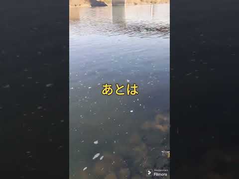 2024.1.9寒さは和らぎました！宇治川ブラックバス釣り！ #釣り #ブラックバス #fishing