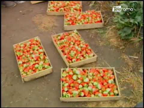 Ecuador Agropecuario 08-03-2018