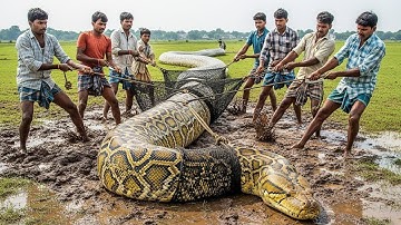 Giant Python Caught Alive While Attacking a Herd of Goats 🐍