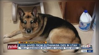 Dog saved from owner's will euthanized in Utah