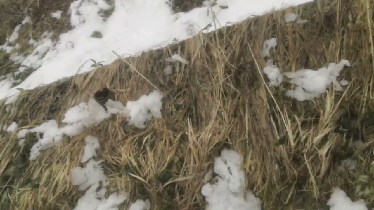 Exposing postmodern/Почему постмодернизм чудовищно переоценен? Разоблачаем постмодернистское кино.